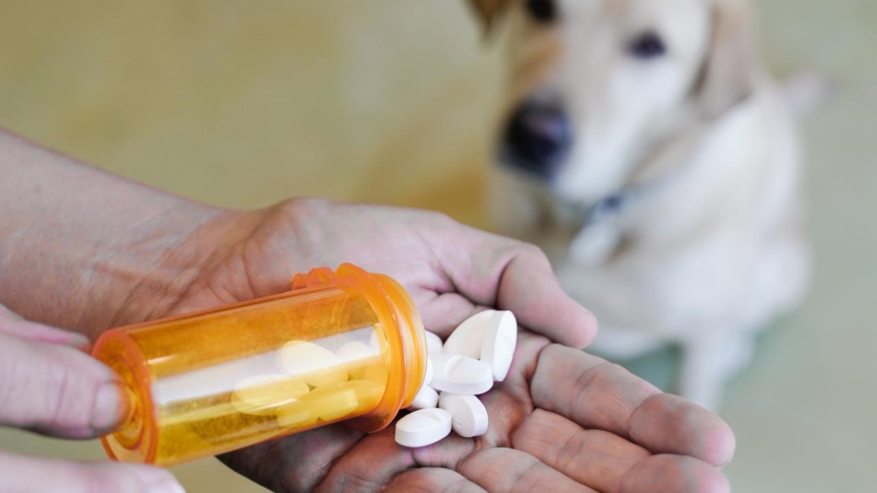 hand with meds and dog in background
